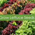How to Grow Lettuce Seeds Indoors