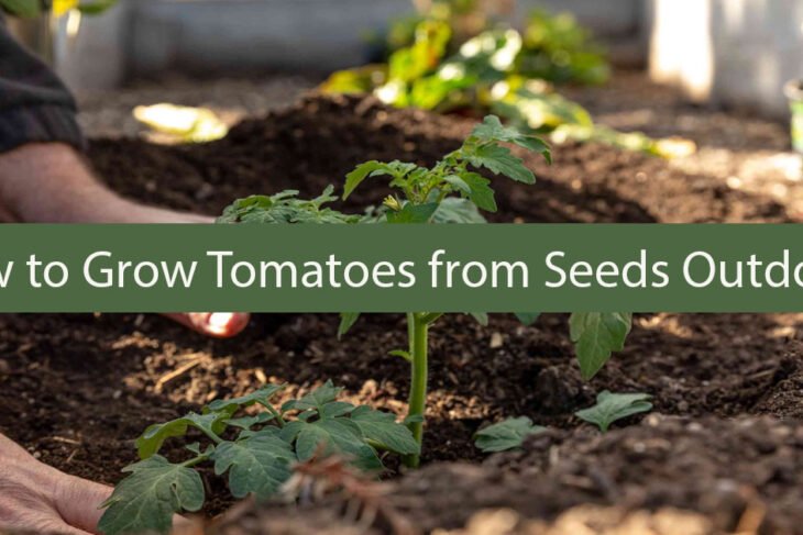 How to Grow Tomatoes from Seeds Outdoors