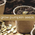 how to grow pumpkin seeds indoors