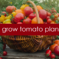 how to grow tomato plant faster