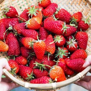 How to Pick the Sweetest Strawberries Every Time